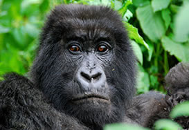 short 3 Day Rwanda Gorilla Safari