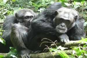 Gorilla Safaris in Africa