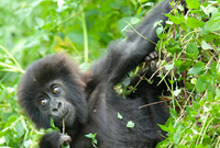 3 Days Bwindi Gorilla Safari