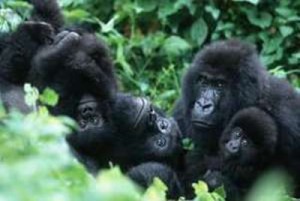 Take a Self drive Gorilla Safari Adventure to Bwindi